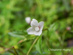 Epilobium amurense