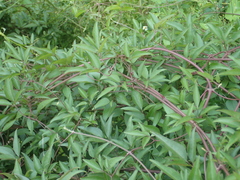 Clematis chinensis tatushanensis