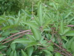 Clematis chinensis tatushanensis
