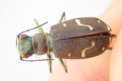 Cicindela depressula