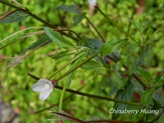 Epilobium amurense