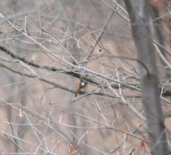 Phoenicurus auroreus