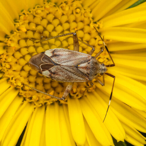 Closterotomus histrio