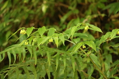 Disporum kawakamii
