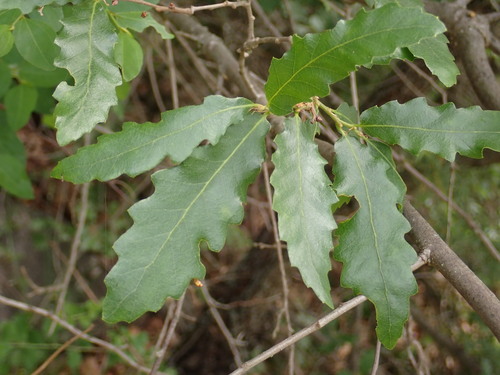 Quercus trojana