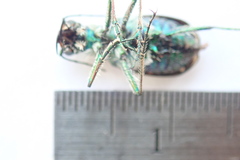 Cicindela depressula