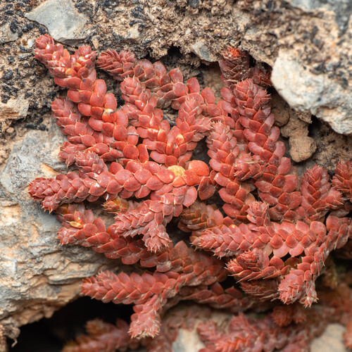 Mediterranean clubmoss