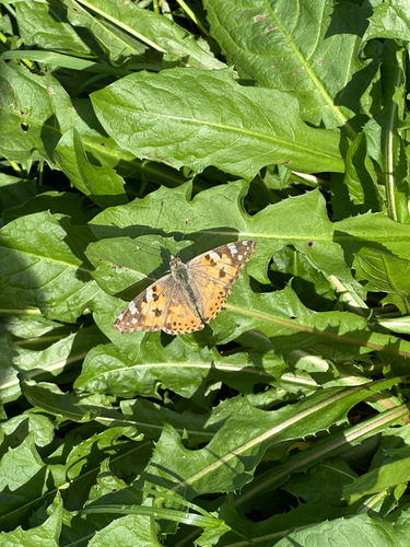 Painted Lady