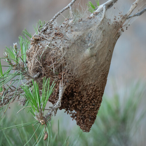 Thaumetopoea cretensis