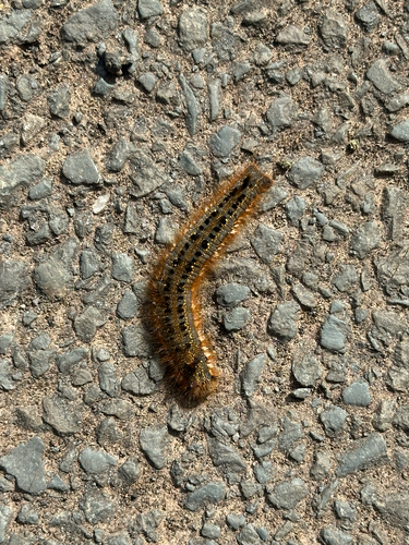 Drinker Moth