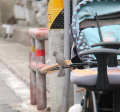 Hypsipetes amaurotis