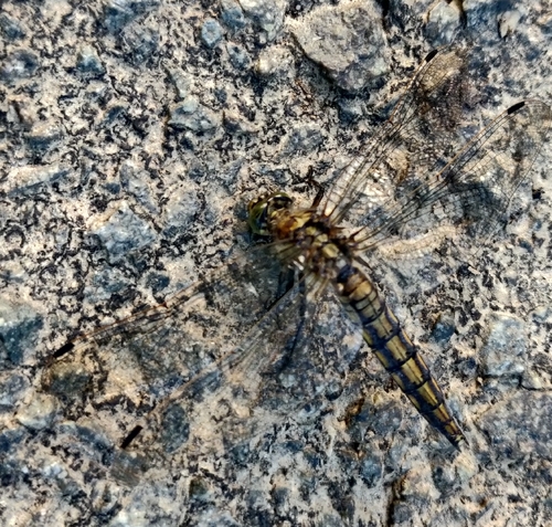 Black-tailed Skimmer