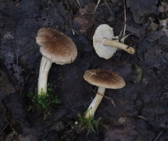Inocybe splendens