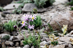 Schizanthus hookeri