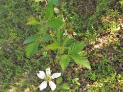 Rubus enslenii