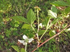 Rubus enslenii