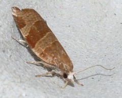 Pandemis cinnamomeana