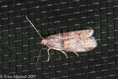 Acrobasis caryae