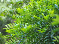 Zanthoxylum avicennae