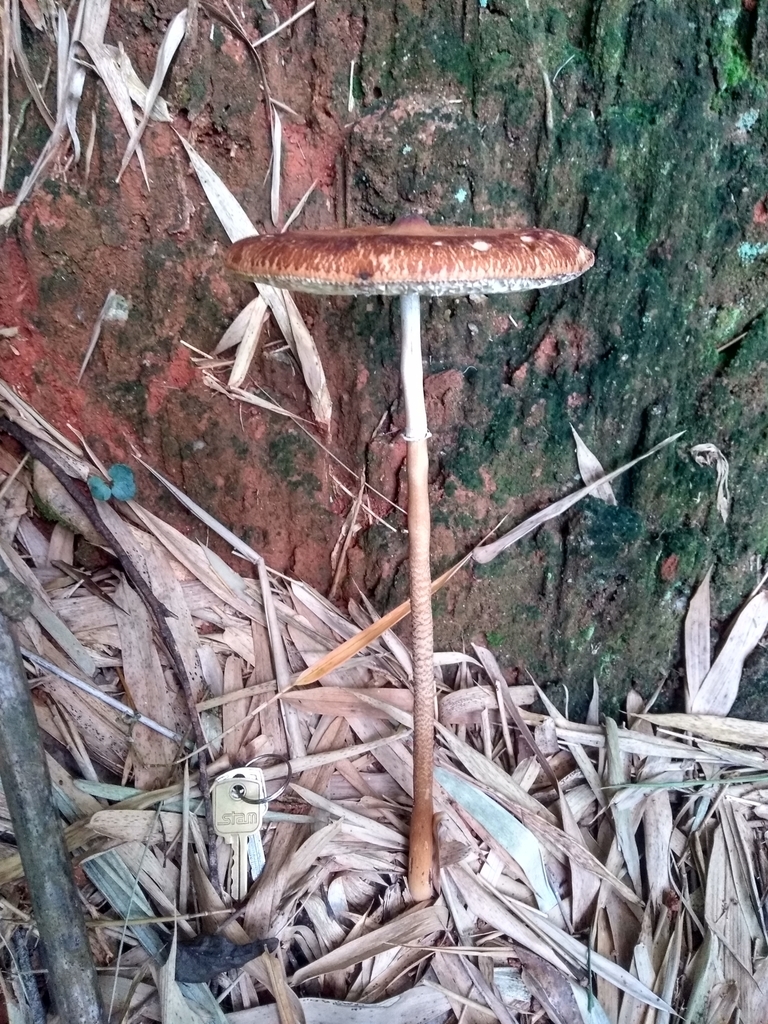 Macrolepiota capelariae · February 2018 · photo: © carlosvidigal (iNaturalist, cc-by-sa)