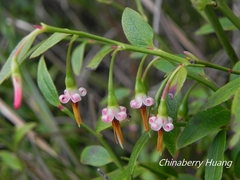 Vaccinium japonicum lasiostemon