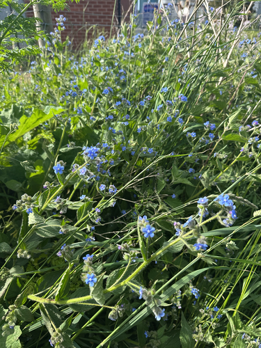 Green Alkanet