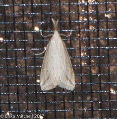 Donacaula longirostrallus