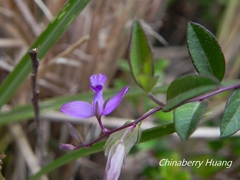Polygala japonica
