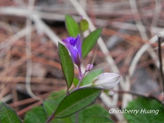 Polygala japonica