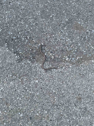 Greek Slowworm