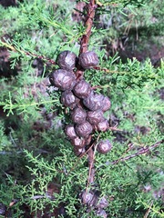 Cupressus goveniana