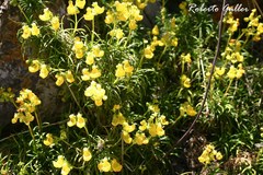 Calceolaria pinifolia