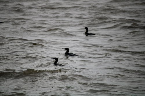 Little Black Cormorant