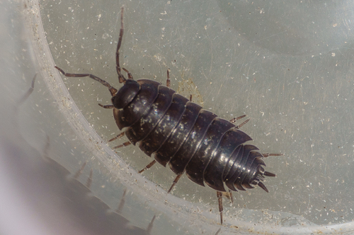 Porcellio orarum