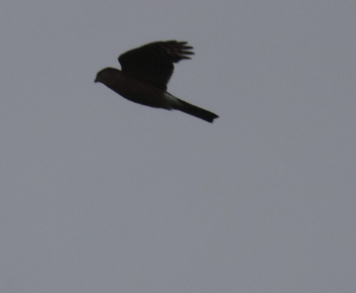 Sharp-shinned Hawk observed by zoltshmack