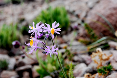 Schizanthus hookeri