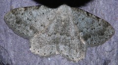 Gnophini
