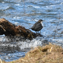 Cinclus cinclus