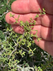 Dalea formosa, photograph (c) Chet Burrier, some rights reserved (CC BY)