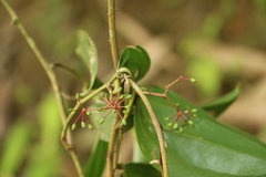 Smilax bracteata