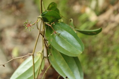 Smilax bracteata