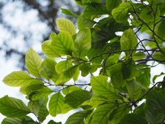 Homalium cochinchinense