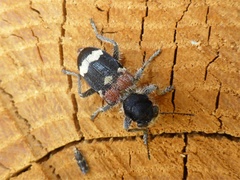 Clerus mutillarius