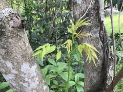 Toxicodendron succedaneum