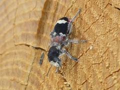 Clerus mutillarius