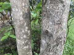 Toxicodendron succedaneum