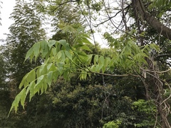 Toxicodendron succedaneum