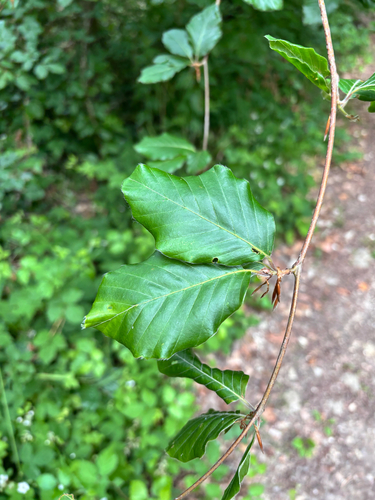 European beech