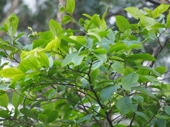 Homalium cochinchinense