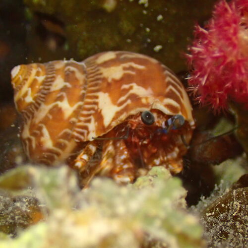 Pagurus hirtimanus observed 2026-05-31